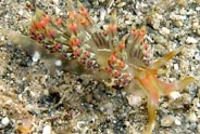 Photo: O. Lederman. Eilat, May 2005.  See note in Sea Slug Forum